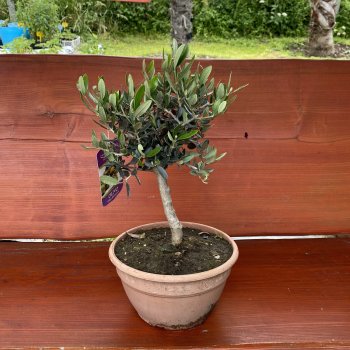 Olea Europea, Olivovník európsky, kont. C4L, výška: 30+ cm (-12°C) - bonsaj